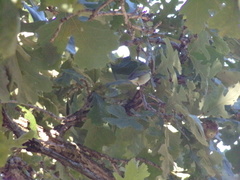 Setophaga pensylvanica