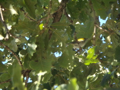 Setophaga pensylvanica