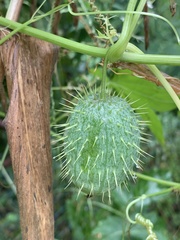 Echinocystis lobata
