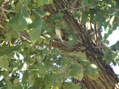 Setophaga pensylvanica