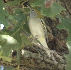 Setophaga pensylvanica