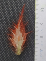 Columnea purpurata