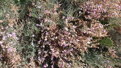 Limoniastrum monopetalum