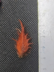 Columnea purpurata