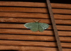 Chlorochlamys phyllinaria