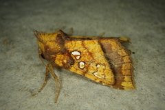 Papaipema harrisii