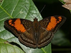 Adelpha mesentina