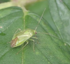 Apolygus spinolae