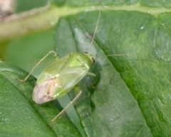 Apolygus spinolae