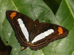 Adelpha iphiclus iphiclus