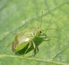 Apolygus spinolae
