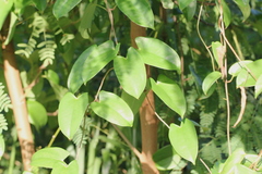 Dioscorea fordii