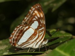 Adelpha iphiclus iphiclus