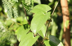 Dioscorea fordii