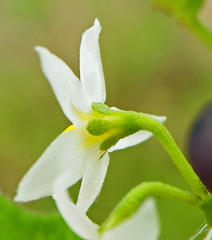 Solanum retroflexum