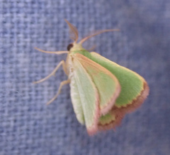 Eucrostes indigenata