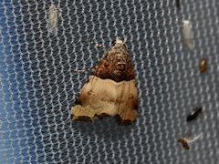 Cobubatha dividua