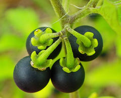 Solanum retroflexum