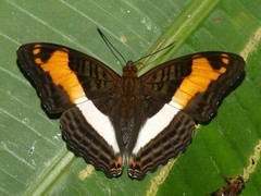 Adelpha capucinus capucinus