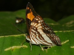 Adelpha capucinus capucinus