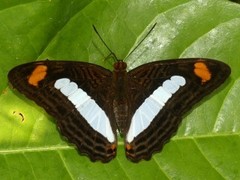 Adelpha iphiclus iphiclus
