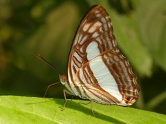Adelpha iphiclus iphiclus