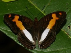 Adelpha jordani