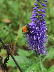 Bombus pascuorum