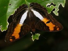 Adelpha jordani