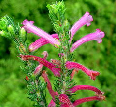 Erica curviflora curviflora
