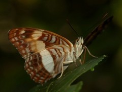 Adelpha jordani