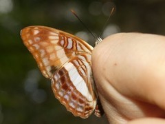 Adelpha jordani