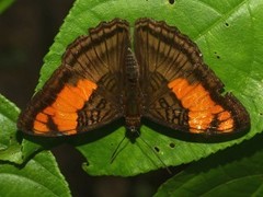 Adelpha mesentina