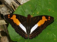 Adelpha thesprotia