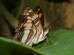 Adelpha thesprotia