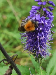 Bombus pascuorum