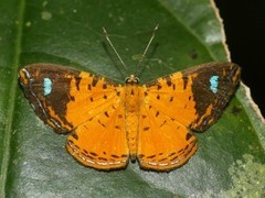 Argyrogrammana