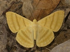 Astraeodes areuta