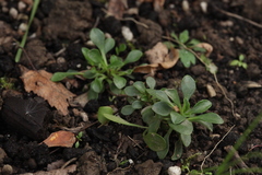 Noccaea bellidifolia