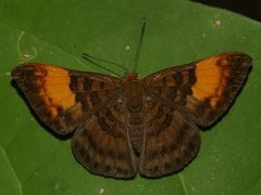 Emesis heteroclita