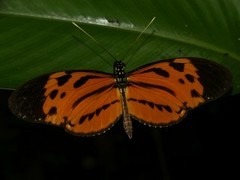 Heliconius hecale sisyphus