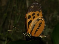 Heliconius hecale sisyphus