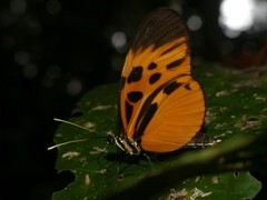 Heliconius numata