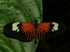 Heliconius xanthocles