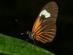 Heliconius xanthocles