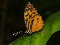 Tithorea harmonia
