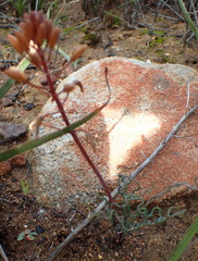 Bulbine torta