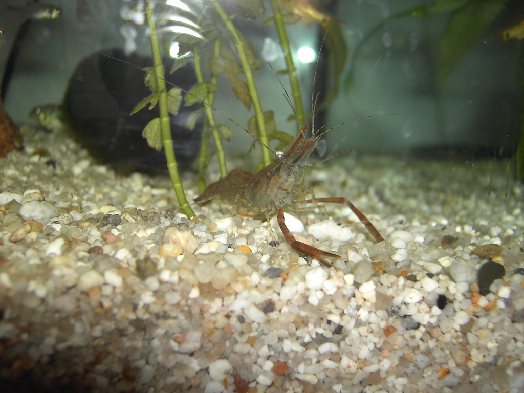 Crevette d'Assam (Crevette à collier) (Macrobrachium assamense)