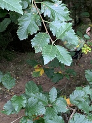 Scandosorbus
