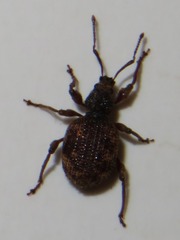 Otiorhynchus crataegi